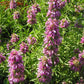 Horse Mint