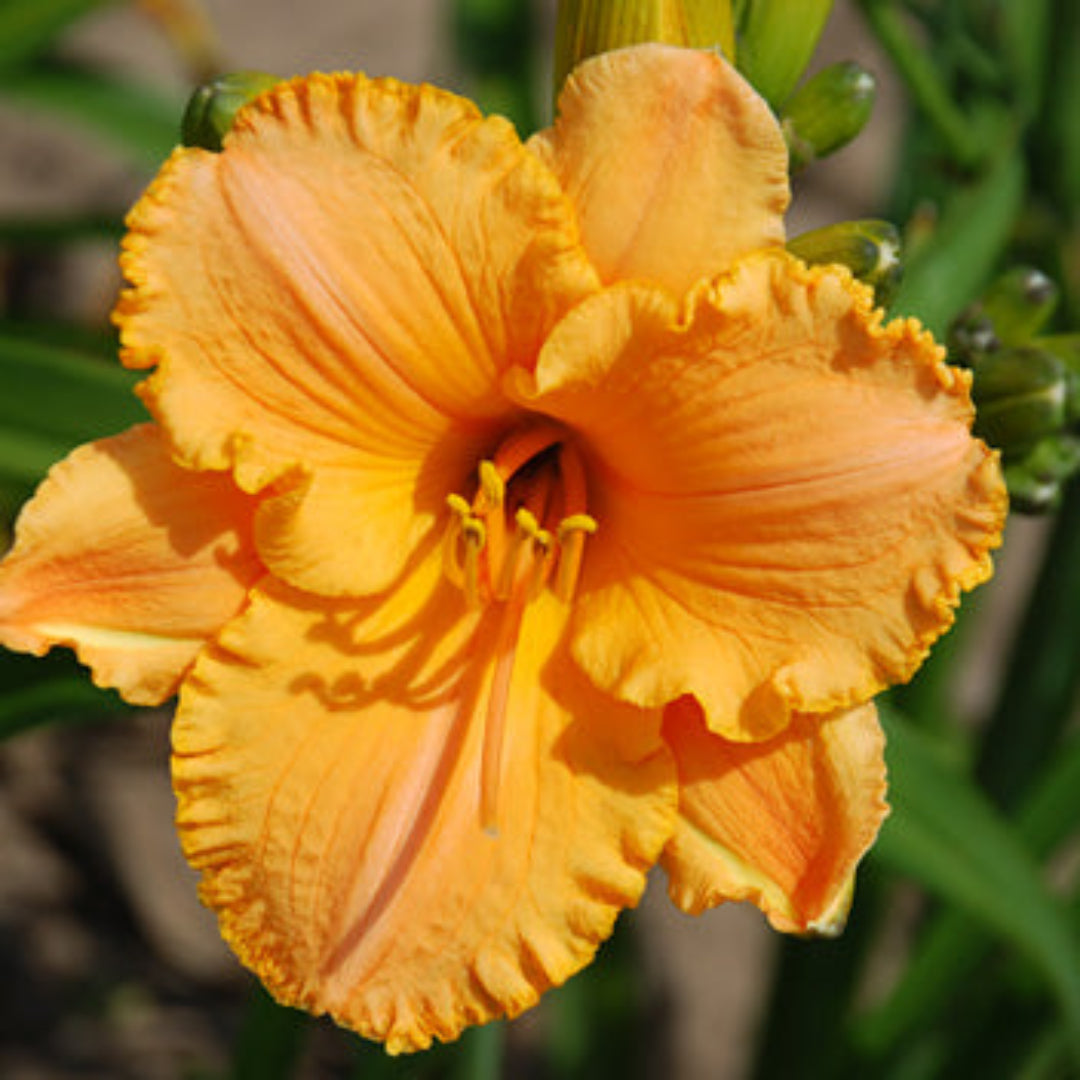 Hosanna Smiles Daylily