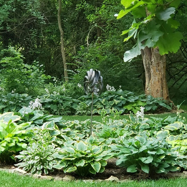 50 Mixed Hosta