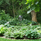 100 Mixed Hosta