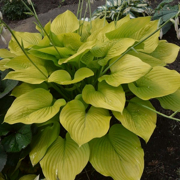 Age of Gold - Giant Hosta