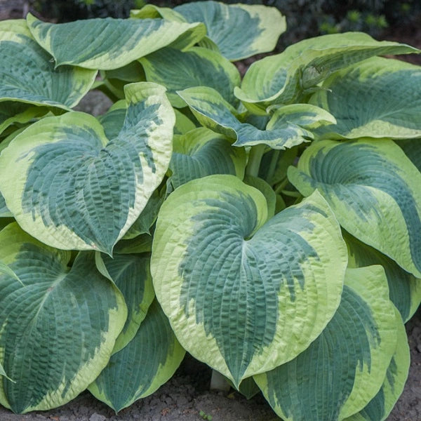 American Halo - Tall Hosta