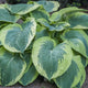 American Halo - Tall Hosta