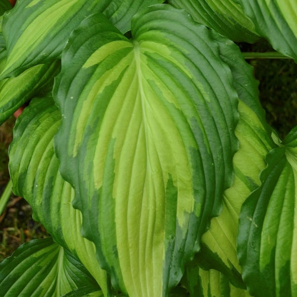 Angel Falls - Medium Hosta