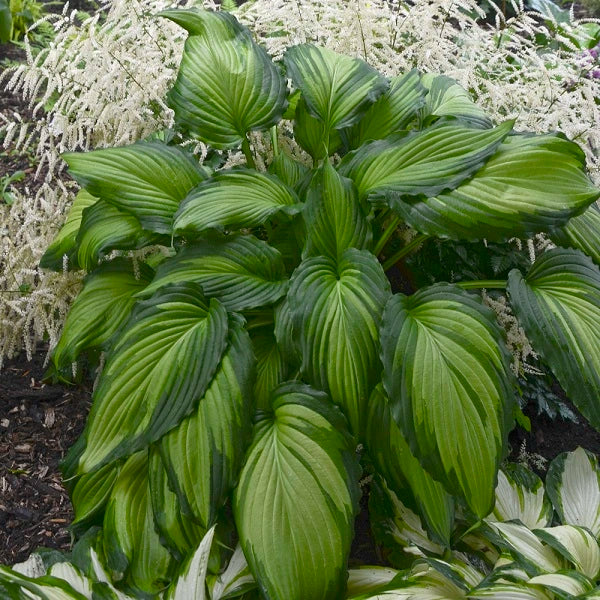 Angel Falls - Medium Hosta