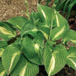 Ann Kupla - Tall Hosta