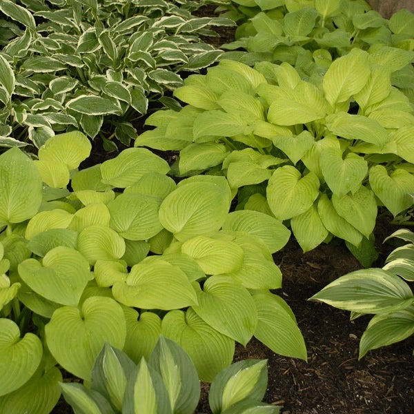 August Moon Hosta