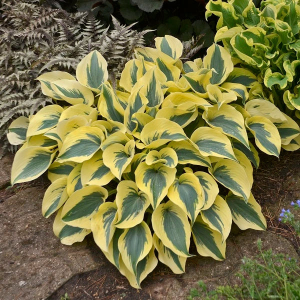 Autumn Frost Hosta