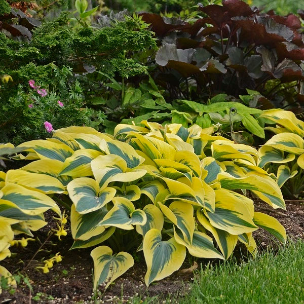 Autumn Frost Hosta