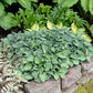 Blue Mouse Ears - Dwarf Hosta