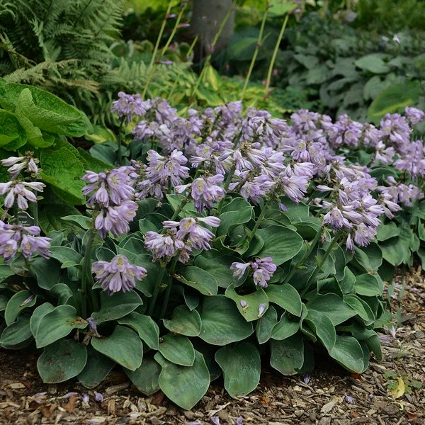 Blue Mouse Ears - Dwarf Hosta