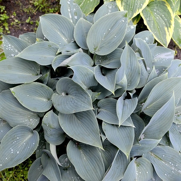 Canadian Blue - Tall Hosta