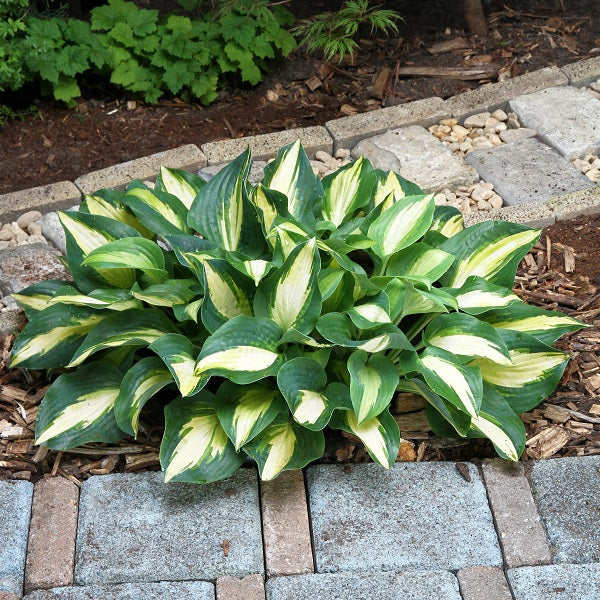 Chain Lightning - Medium Hosta