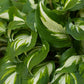 Cool as a Cucumber - Giant Hosta