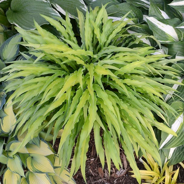 Curly Fries - Dwarf Hosta