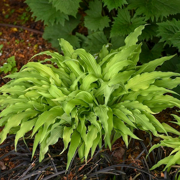 Curly Fries - Dwarf Hosta