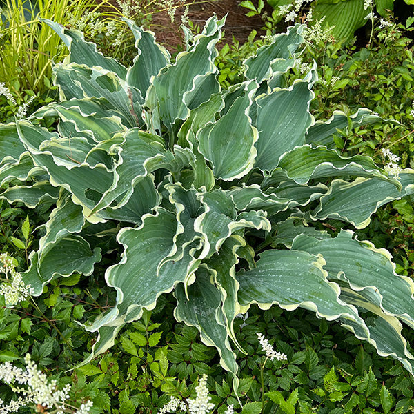 Tall Hosta Collection