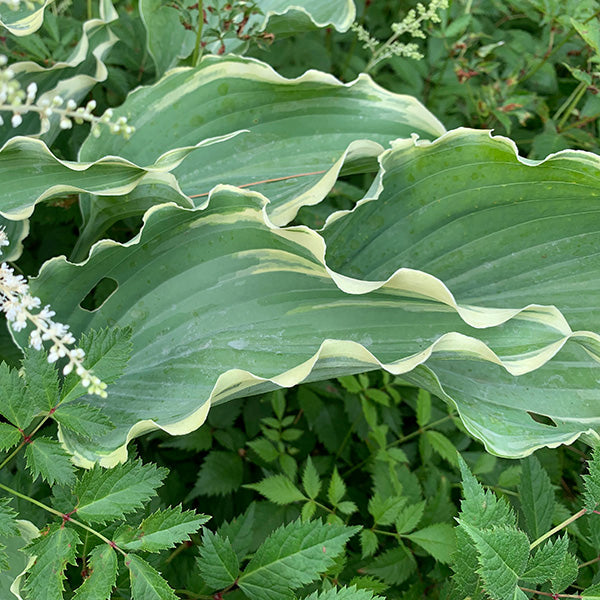 Dancing in the Moonlight Hosta