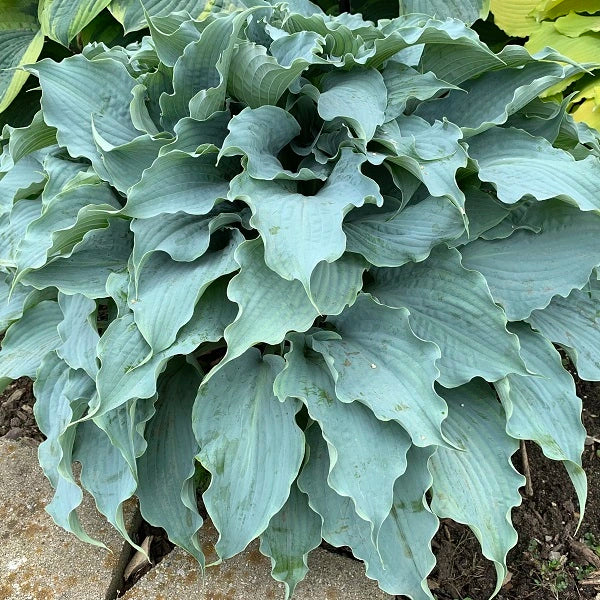 Dancing with Dragons - Tall Hosta