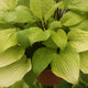 Designer Genes - Tall Hosta