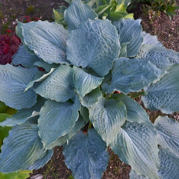 Diamond Lake - Medium Hosta