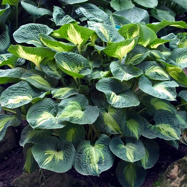 Dream Weaver - Giant Hosta