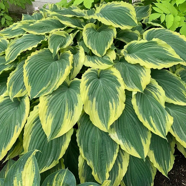 Get Them All Hosta Collection