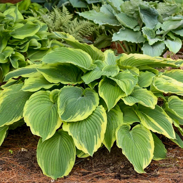 Drop Dead Gorgeous Hosta