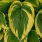 Drop Dead Gorgeous Hosta