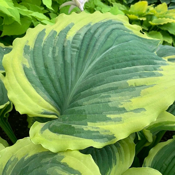 Drop Dead Gorgeous Hosta