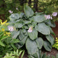 Empress Wu Hosta