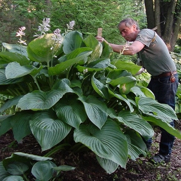 Empress Wu Hosta