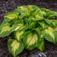 Etched Glass - Tall Hosta