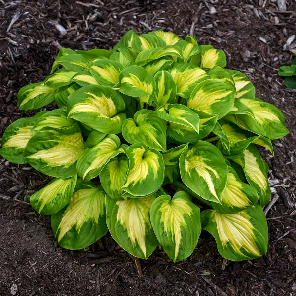 Etched Glass - Tall Hosta