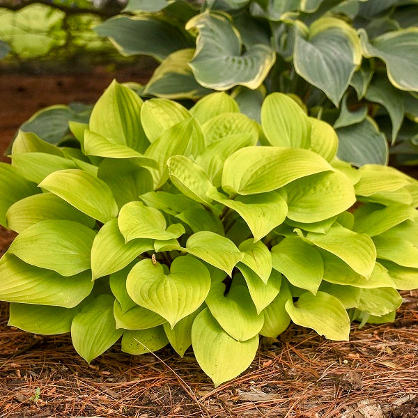 Fire Island - Medium Hosta