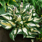 Fire and Ice - Tall Hosta