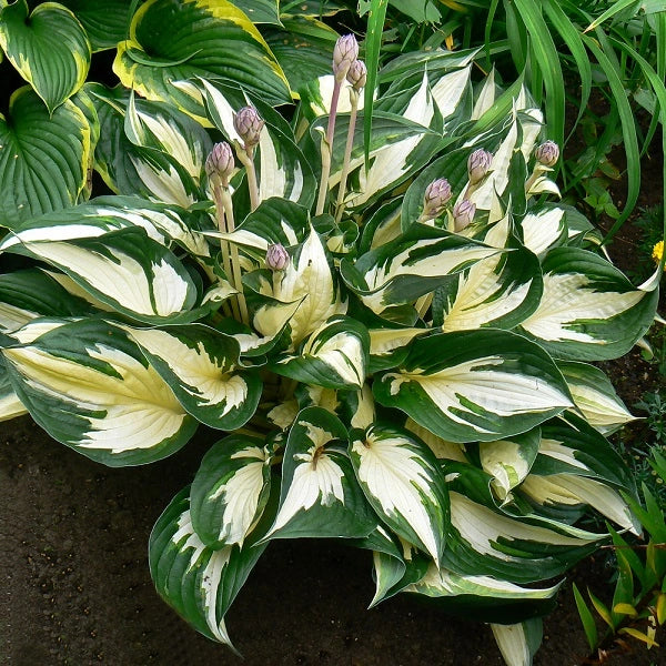 Fire and Ice - Tall Hosta