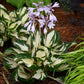 Fire and Ice - Tall Hosta