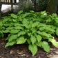 First Dance - Tall Hosta