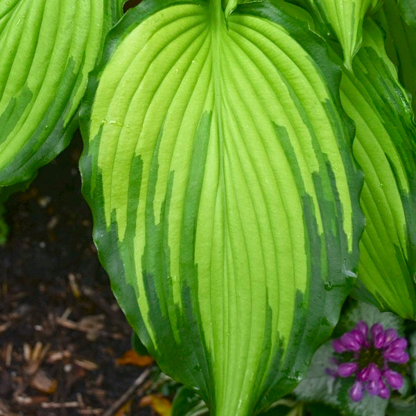 First Dance - Tall Hosta