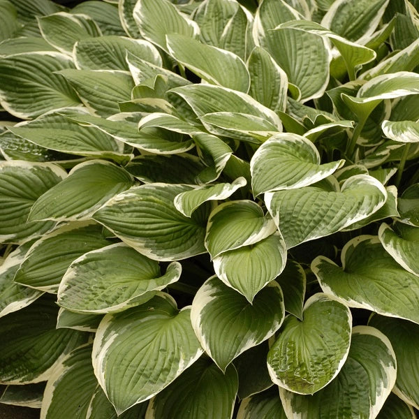 Medium Green with White Margins Hosta