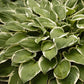 Francee Hosta