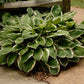 Francee Hosta