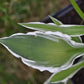 Ginko Craig - Dwarf Hosta