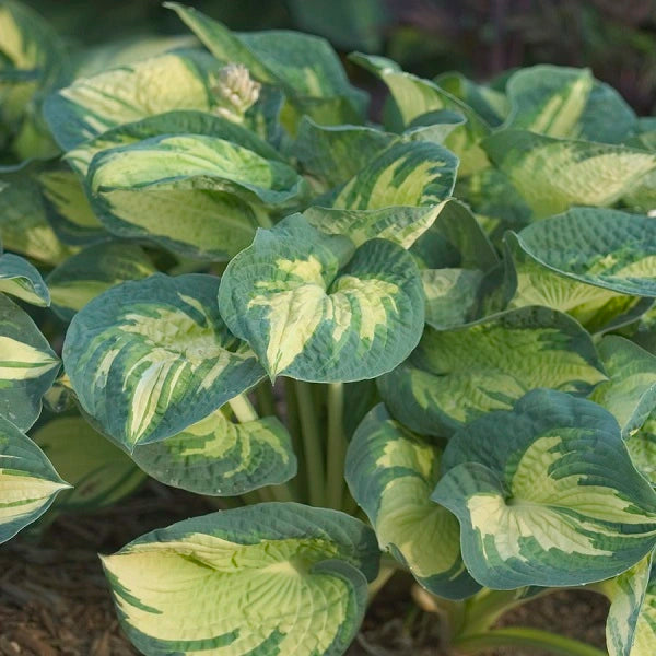 Great Expectations - Tall Hosta