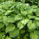 Bright Green with Dark Green Margins Hosta