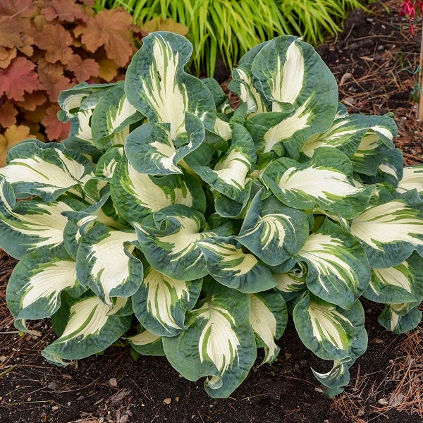 Hans - Tall Hosta