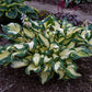 Hans - Tall Hosta