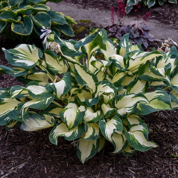 Hans - Tall Hosta