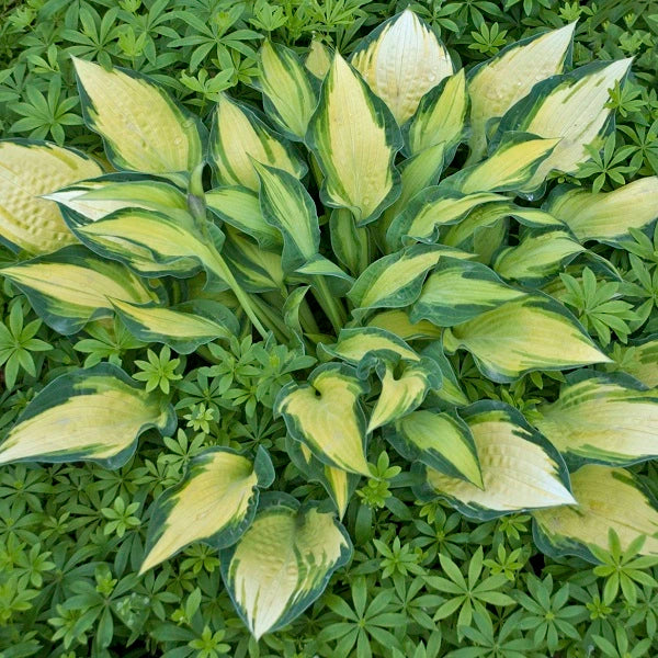 Happy Dayz - Tall Hosta